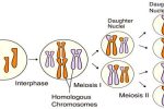 Thumbnail for the post titled: Features of Meiosis