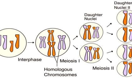 Thumbnail for the post titled: Features of Meiosis