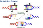 Thumbnail for the post titled: Restriction Endonuclease